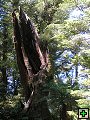 thn_NZ leden-unor 2006 268.jpg